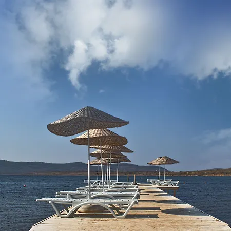 Biyikli